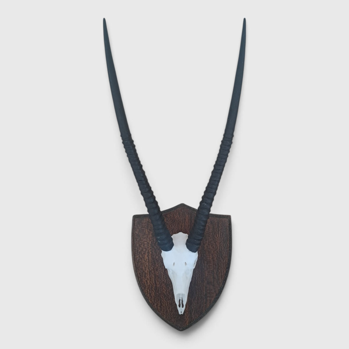 Gemsbok Trophy