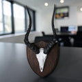 Impala Trophy